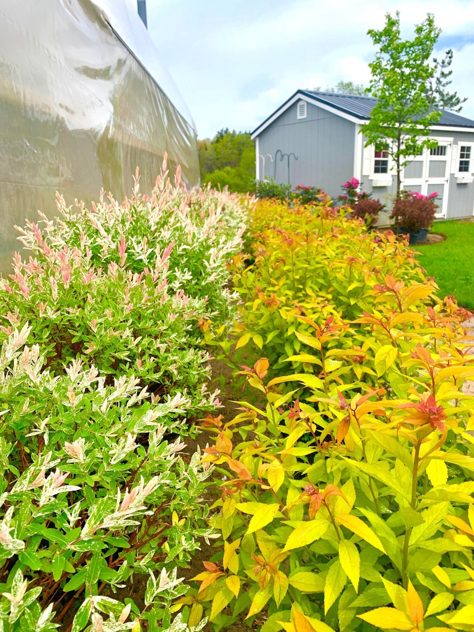 Bushes with green, white, and yellow leaves border a walkway. A gray shed is visible in the background.