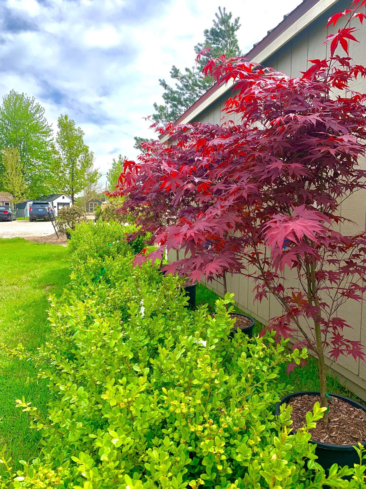 Red Japanese maple tree next to a wall, green bushes in front on a sunny day.