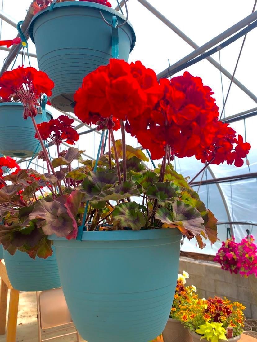 Red geraniums in blue hanging baskets inside a greenhouse.