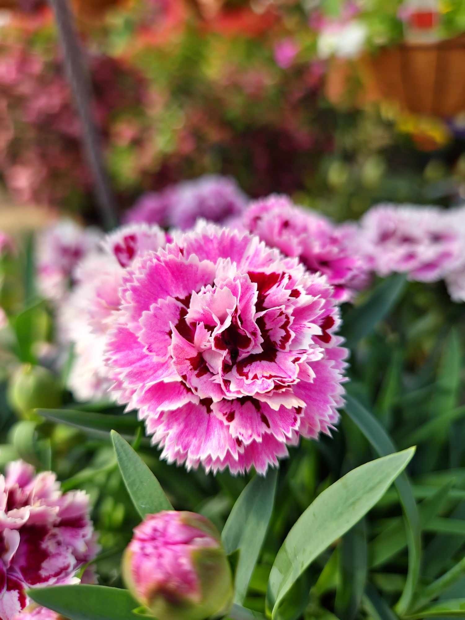 Close-up of vibrant pink and white carnation flowers with a dark red center, surrounded by green leaves.