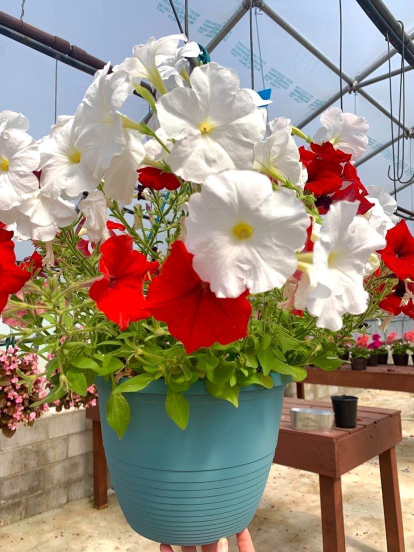 Red and white petunias bloom in a blue hanging basket inside a greenhouse.