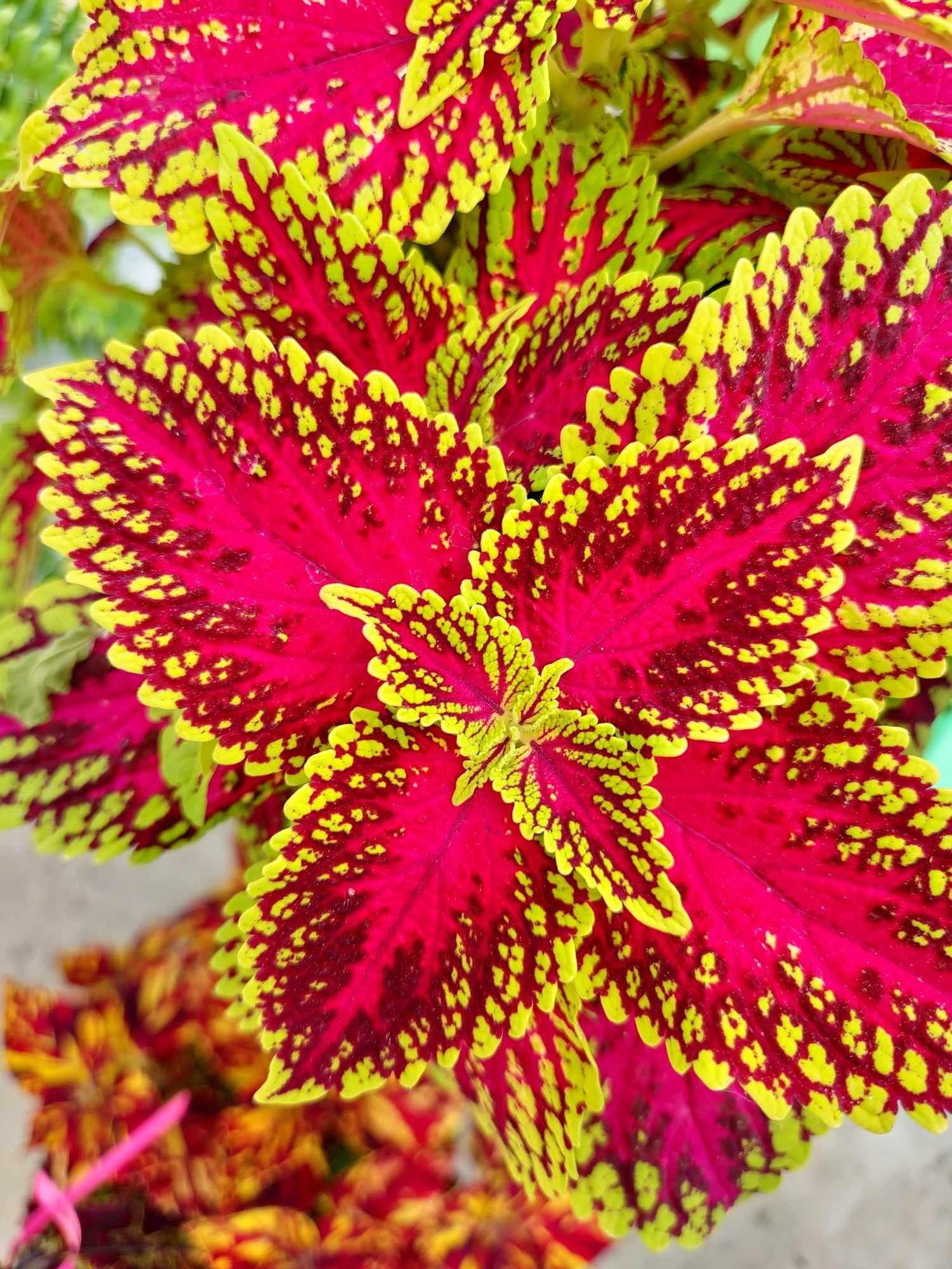 Close-up of a Coleus plant with bright red and yellow patterned leaves.