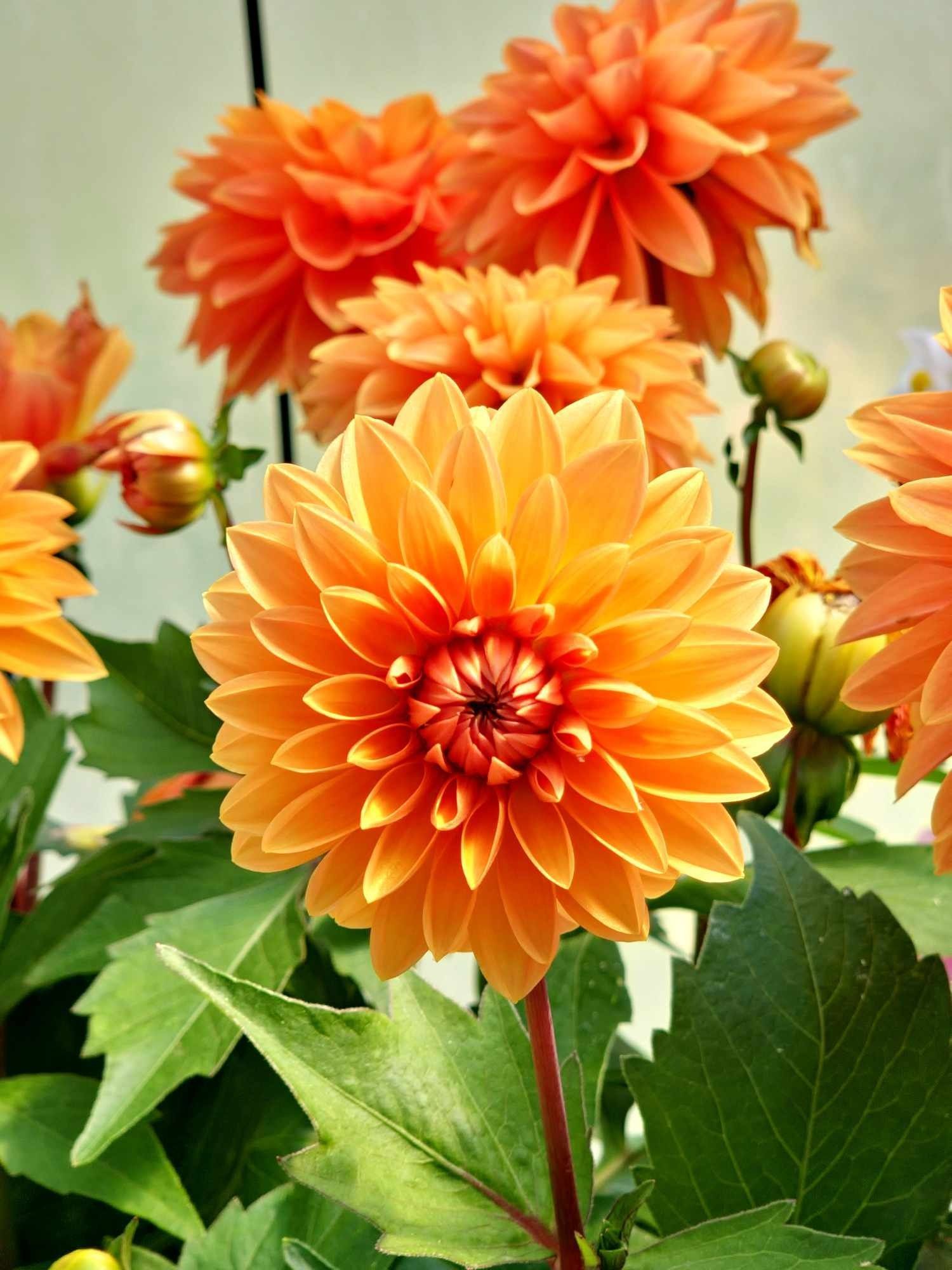 Orange dahlias in full bloom, surrounded by green leaves and buds, bathed in natural light.