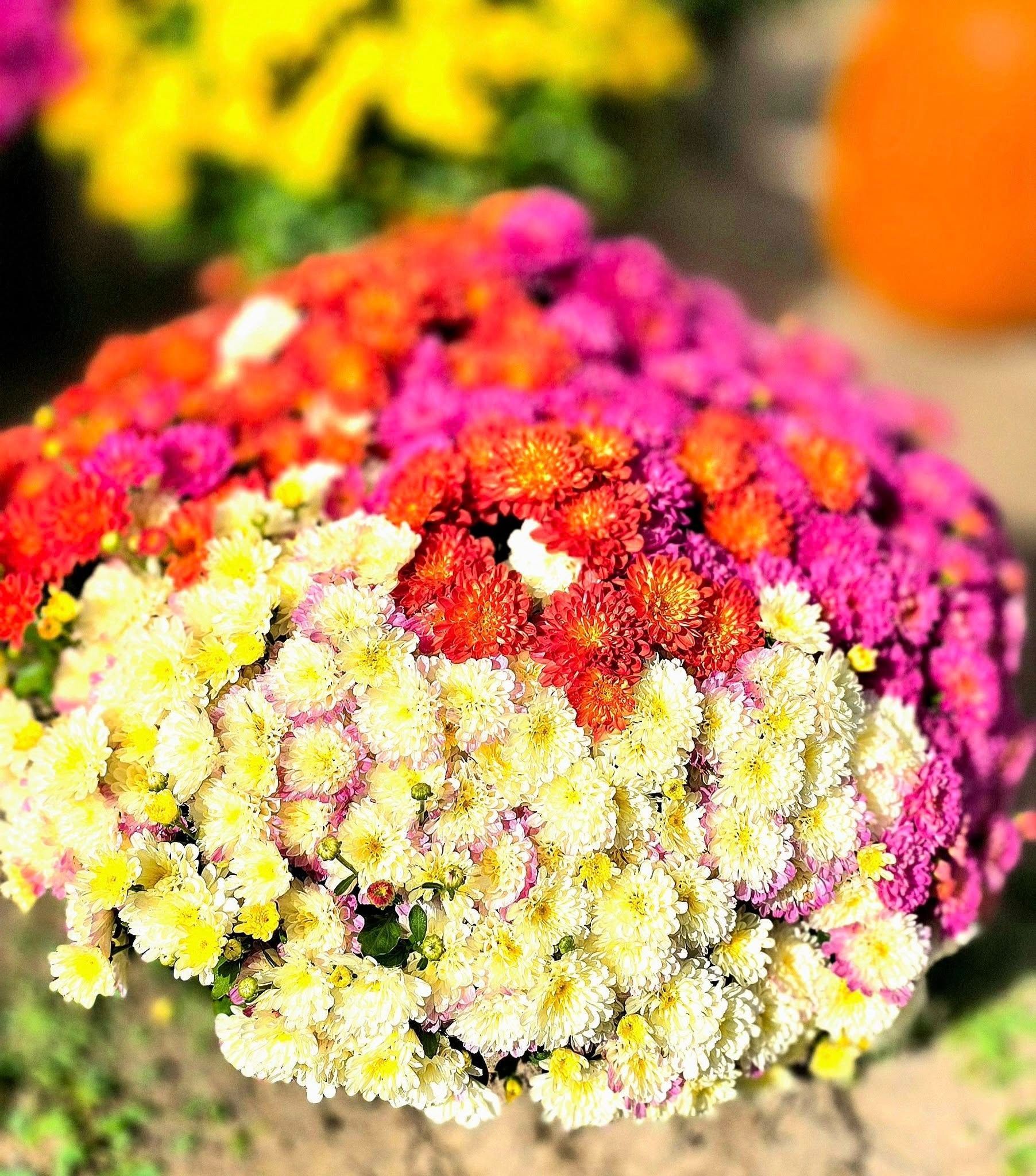 Multi-colored mums: white, orange, red, and pink, with a blurred yellow background.