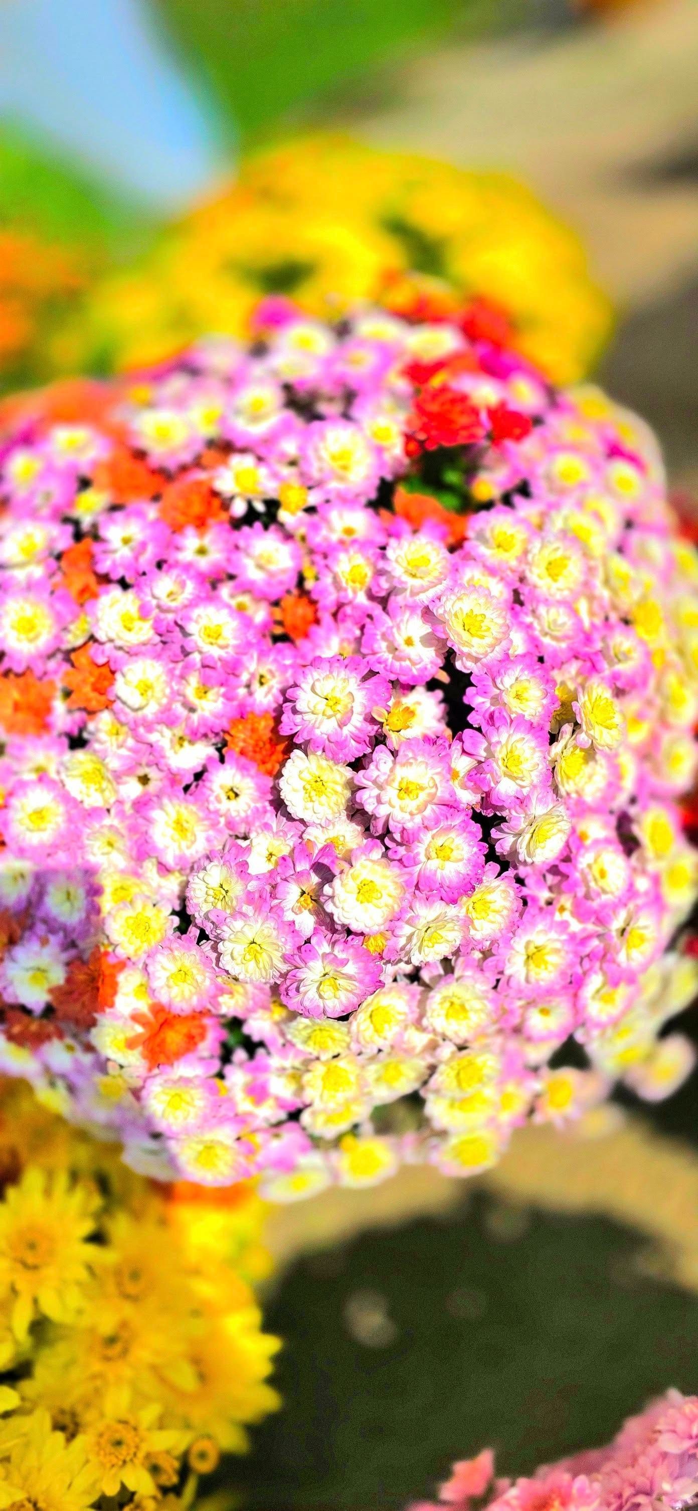 Close-up of a cluster of small, pink and yellow flowers in a garden, with blurred background and other colorful flowers.