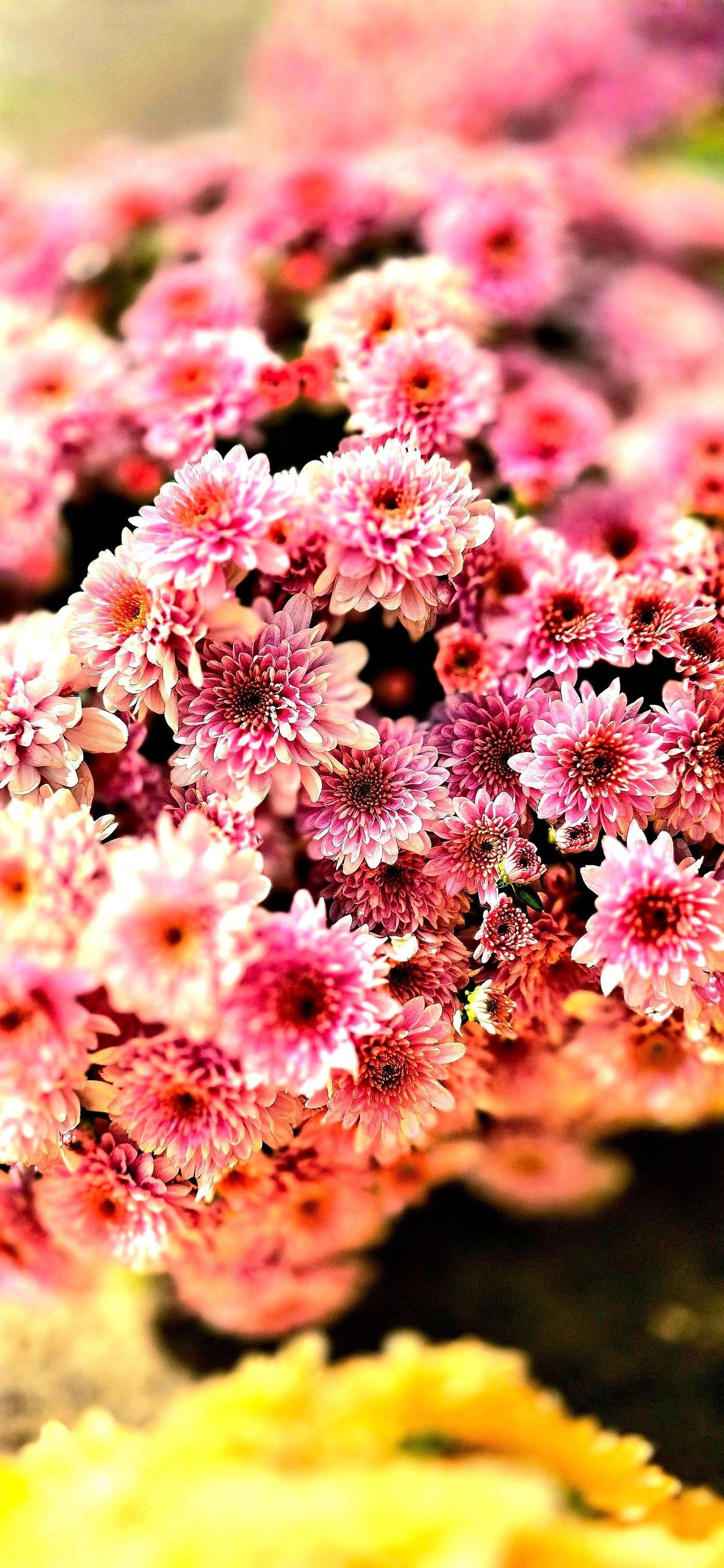Close-up of pink and red flowers, with yellow at the bottom.