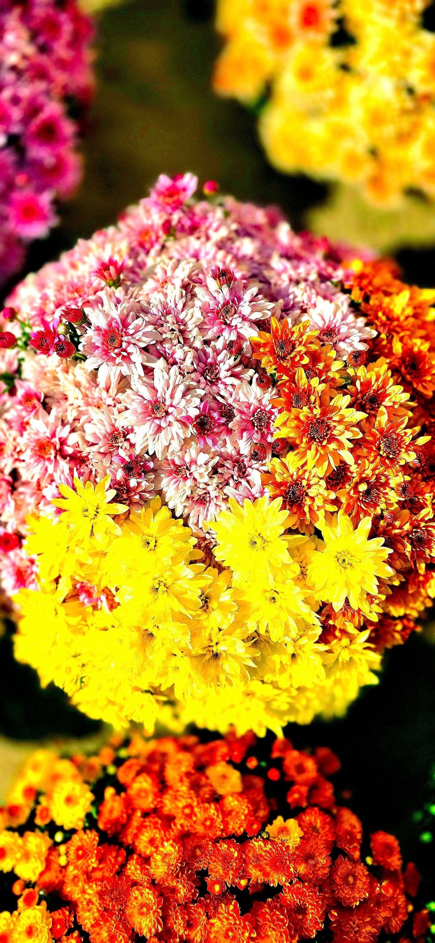 Clusters of colorful chrysanthemums in shades of pink, yellow, orange and red.