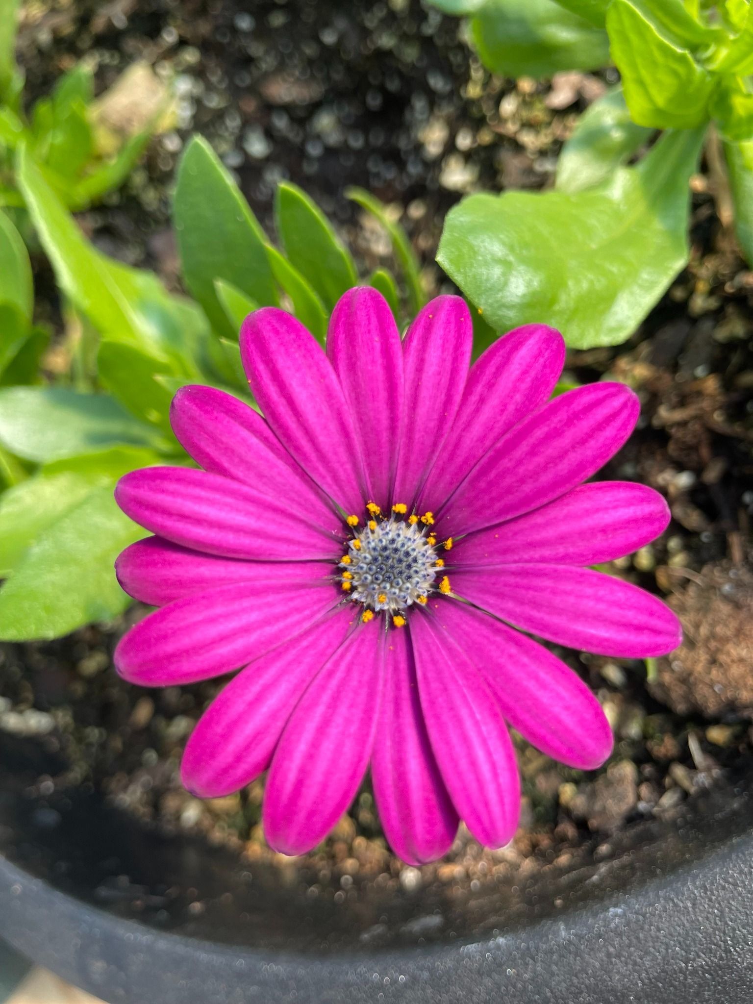 Bright purple African daisy flower in a pot, surrounded by green leaves.