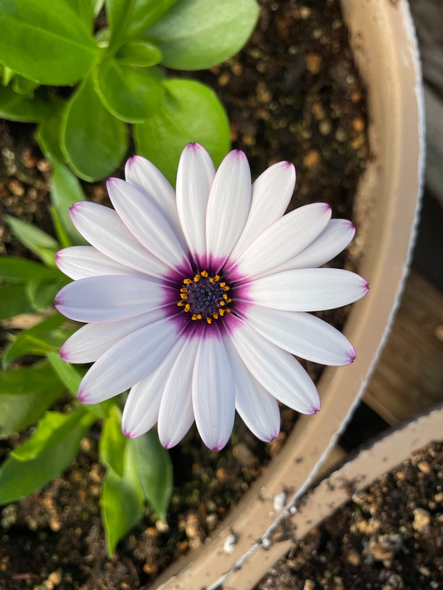 White daisy with purple center and edges, in a pot with green foliage.