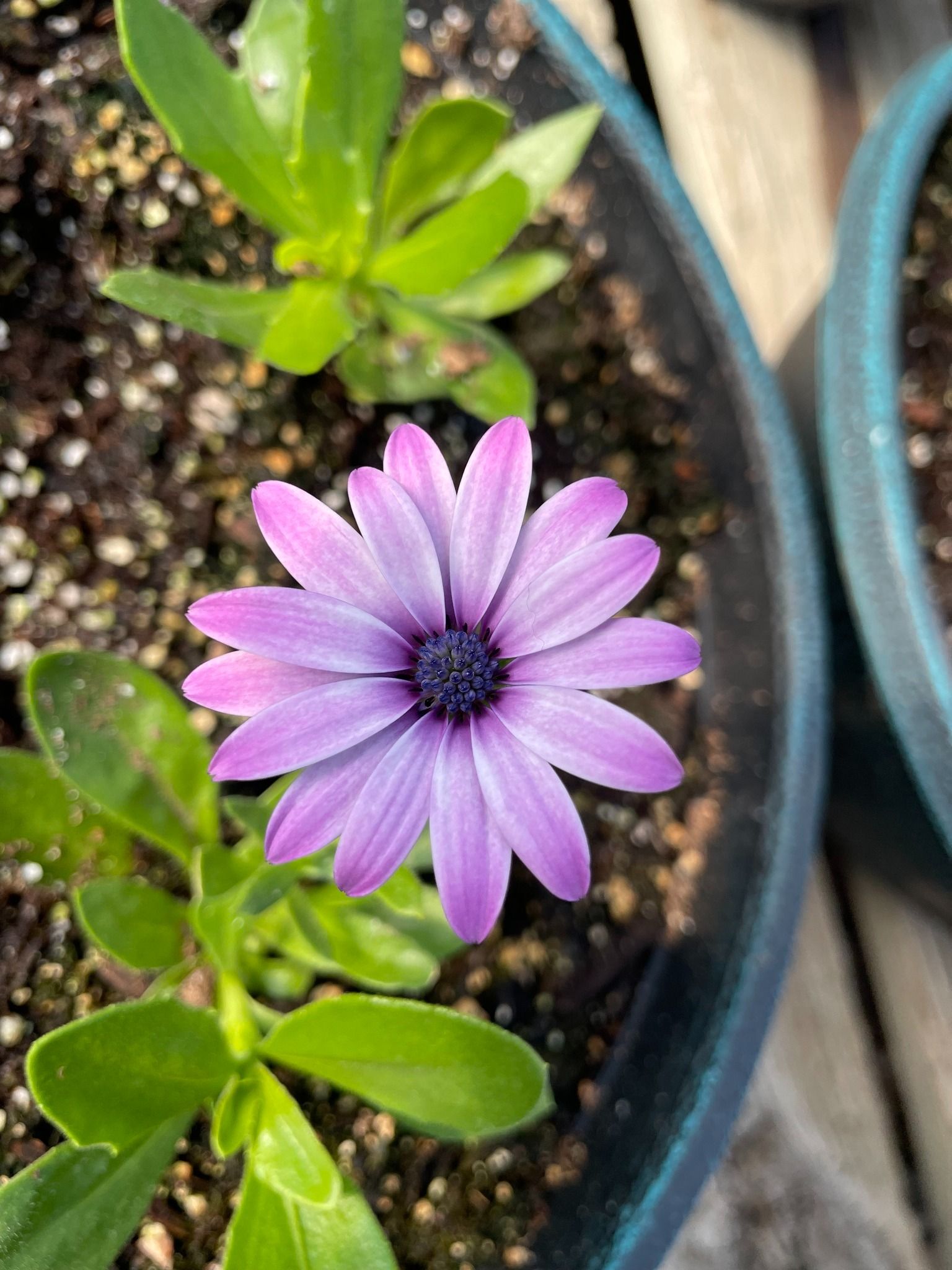 Purple and white daisy flower in a blue pot, surrounded by green leaves.