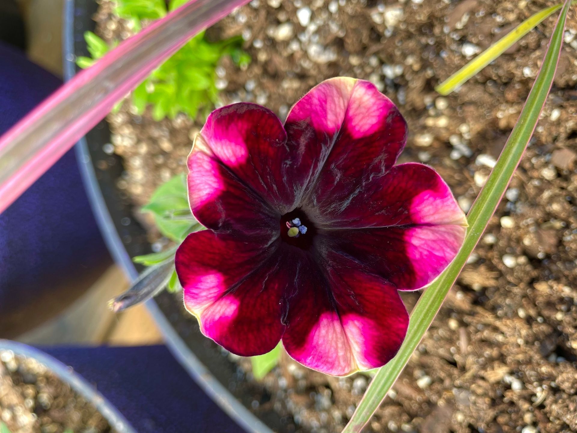 Close-up of a dark red and pink petunia flower in a pot, with green and pink leaves in the background.