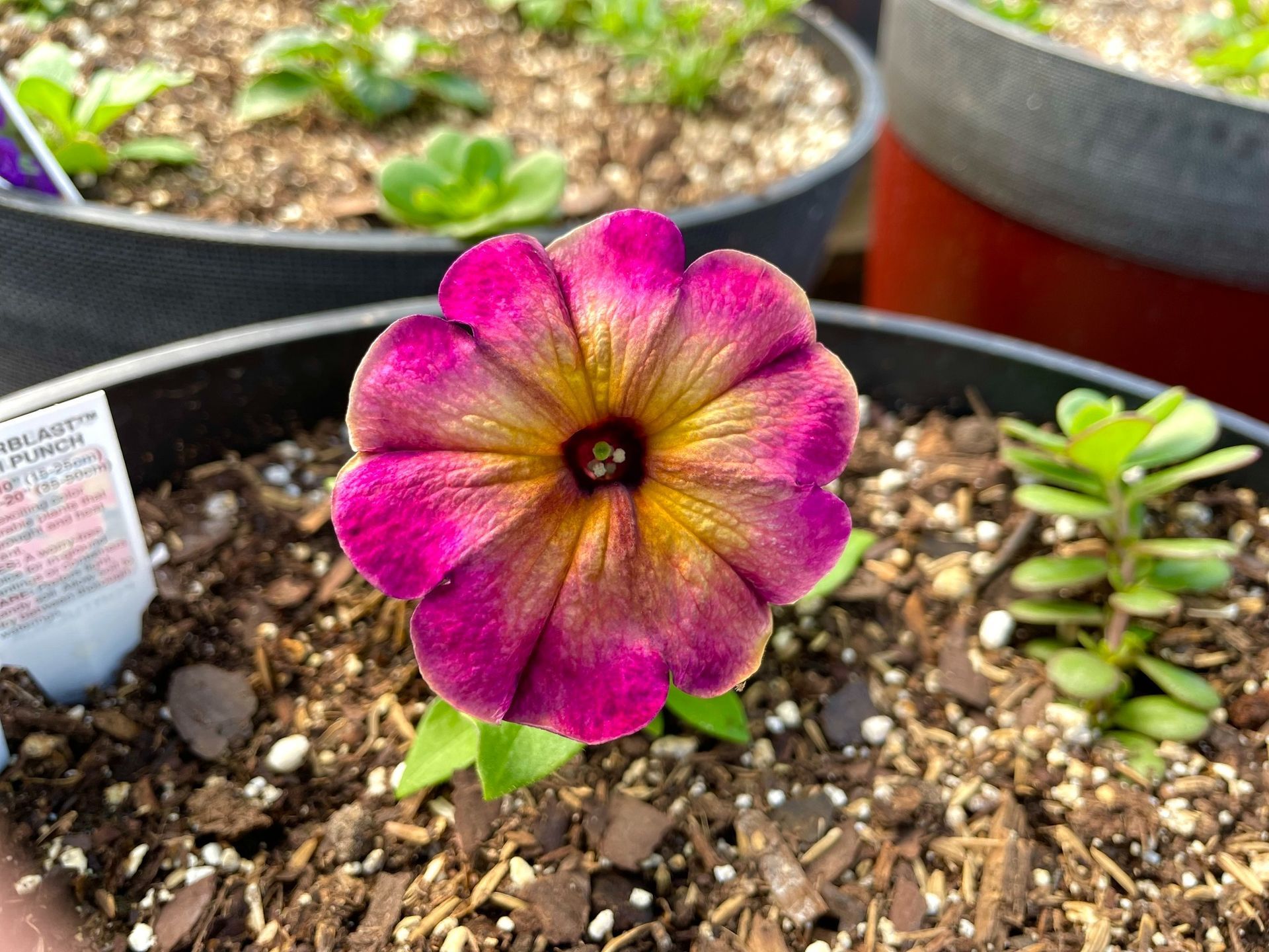 Close-up of a vibrant purple petunia flower with a yellow center in a dark pot.