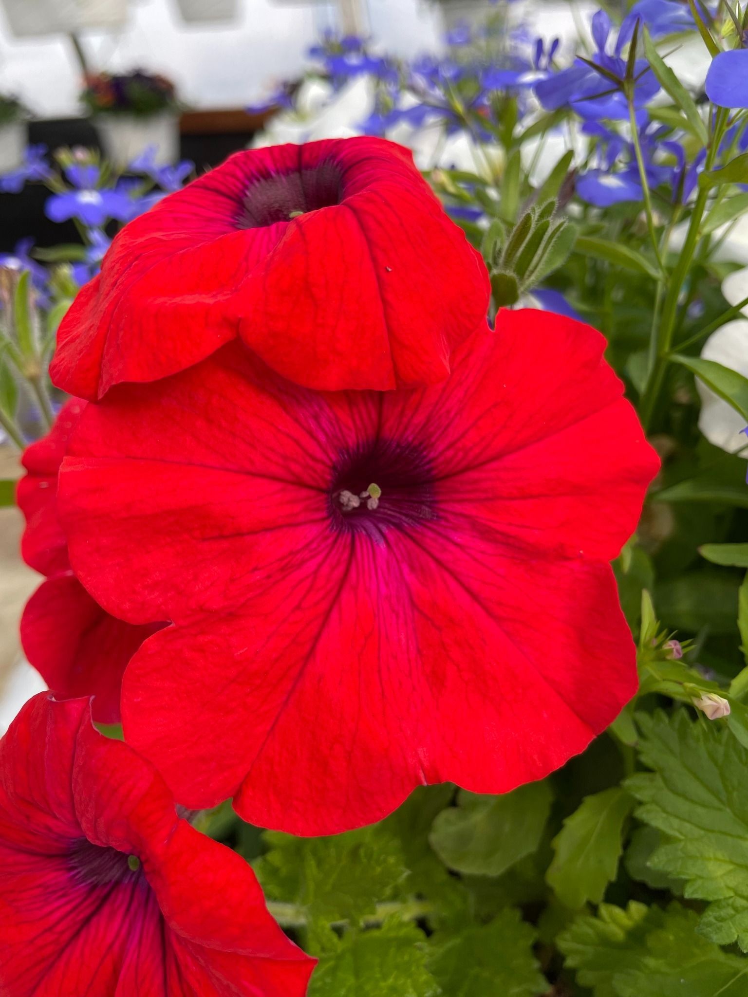 Red petunia flowers with a dark center, surrounded by green leaves and blue flowers.