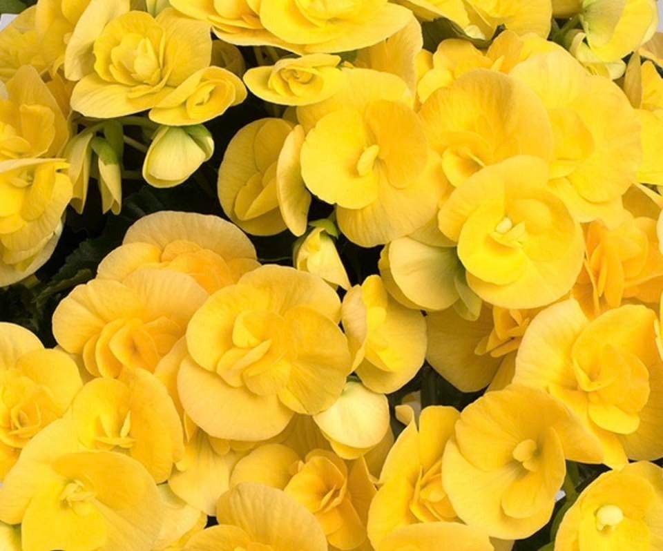 Bright yellow begonia flowers in full bloom.