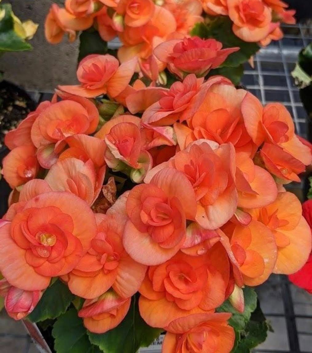 Orange begonia flowers in full bloom.