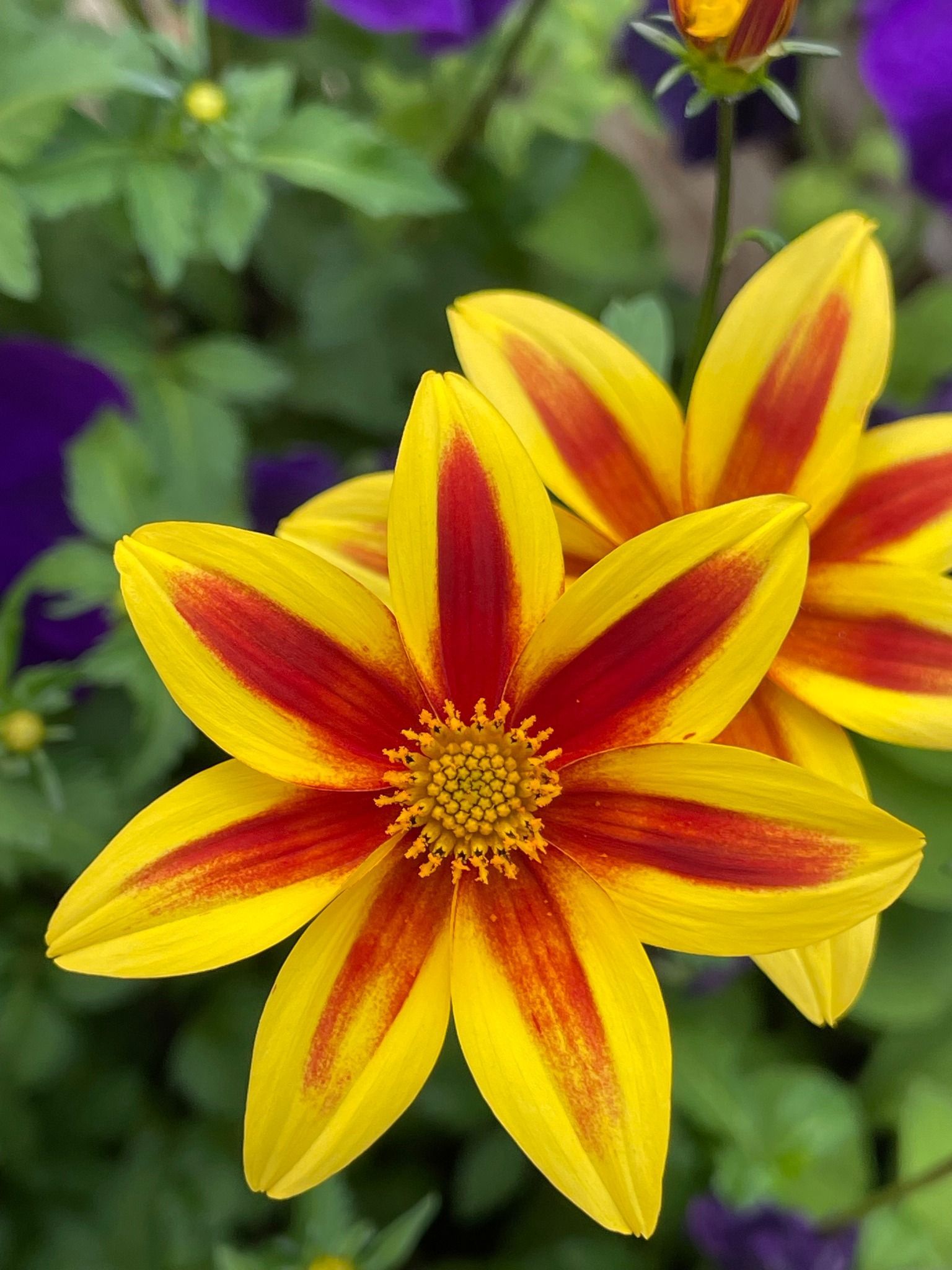 Yellow flowers with red stripes and a yellow center.