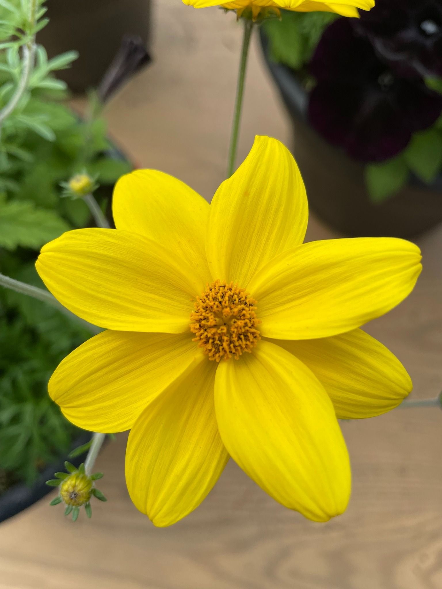 Yellow flower with a dark center and eight petals.