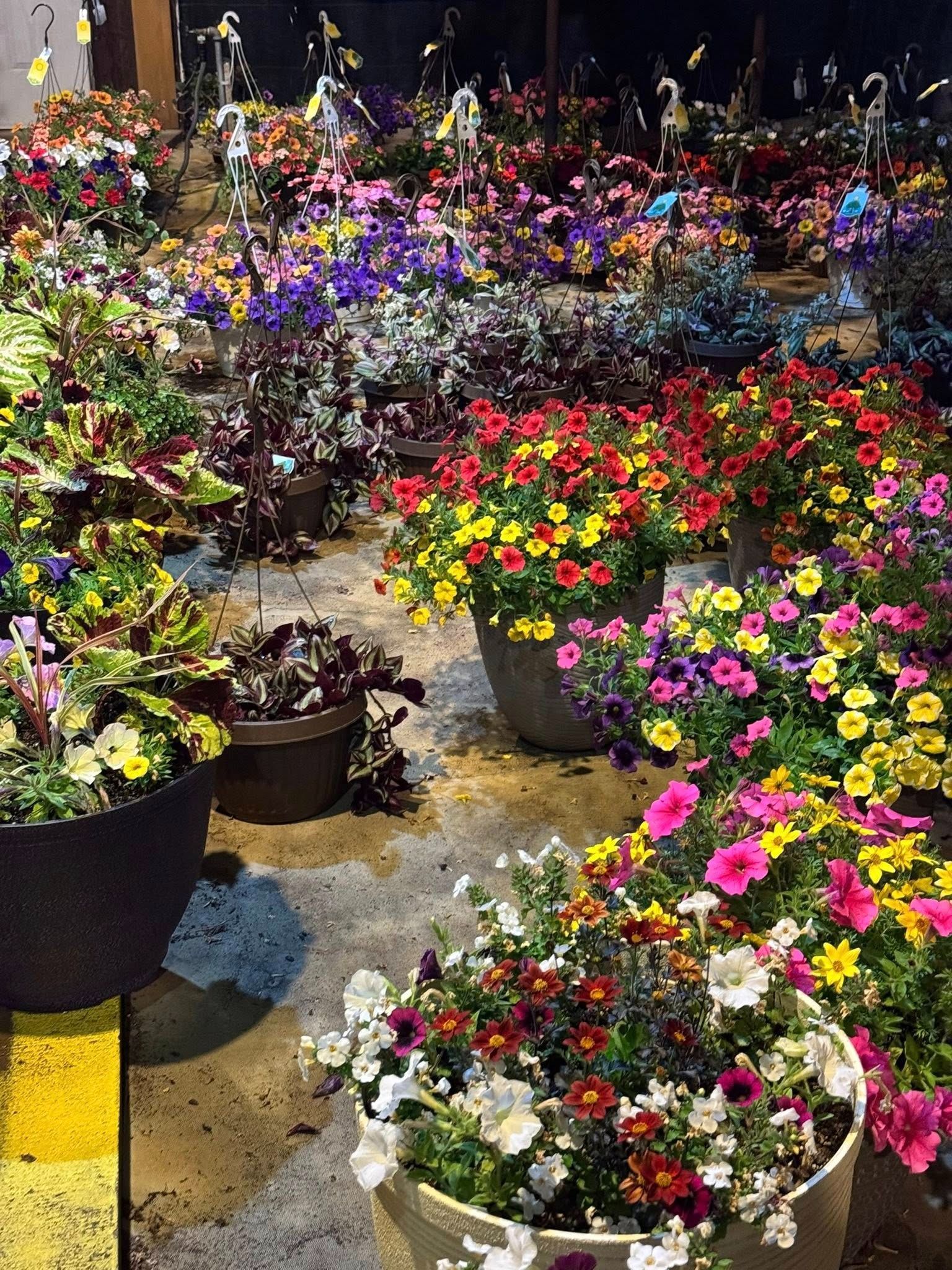 Vibrant flower pots overflowing with colorful blooms at a plant nursery at night.