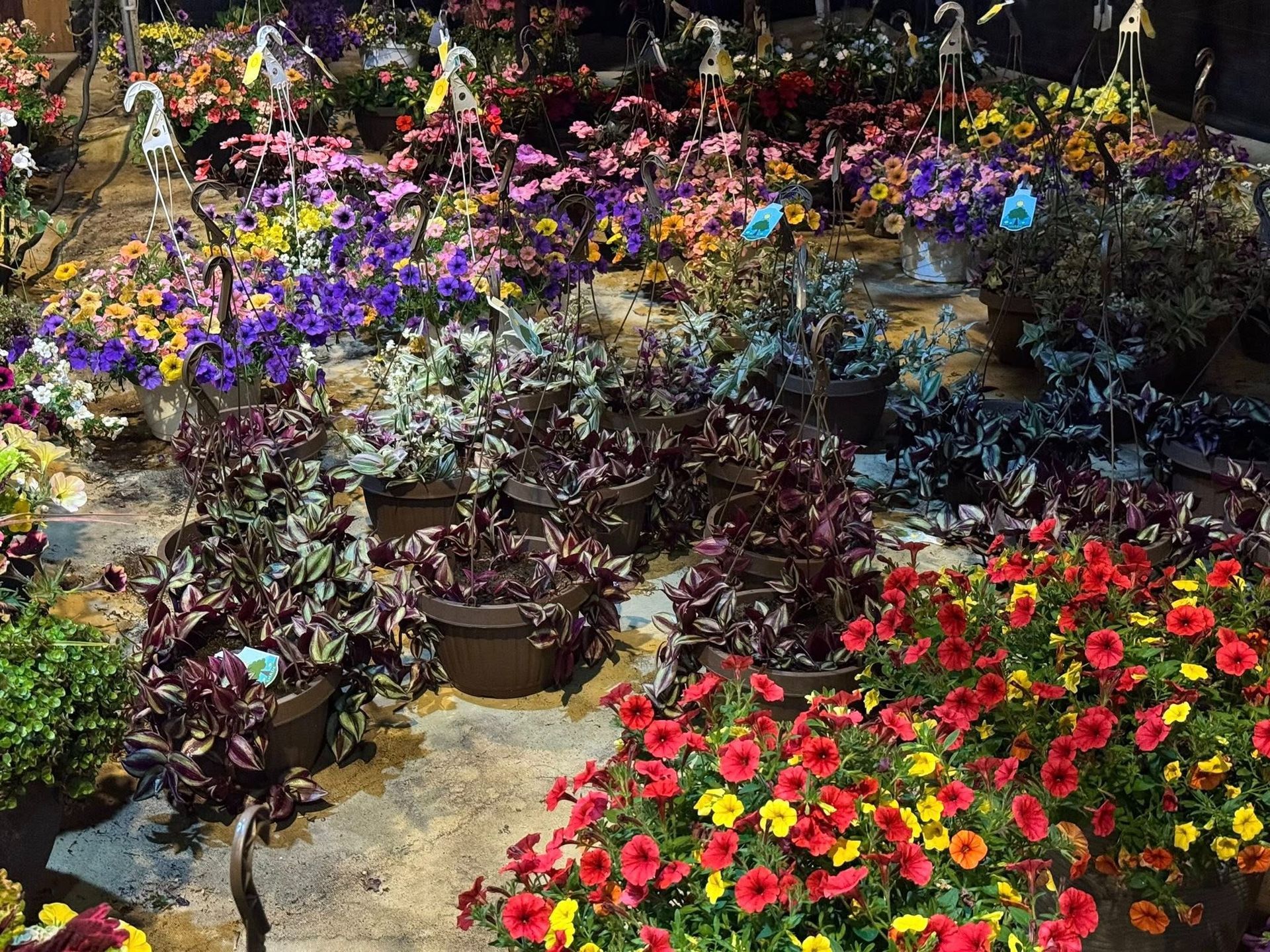 Assortment of colorful potted flowers at a plant nursery, including red, yellow, purple, and green varieties.