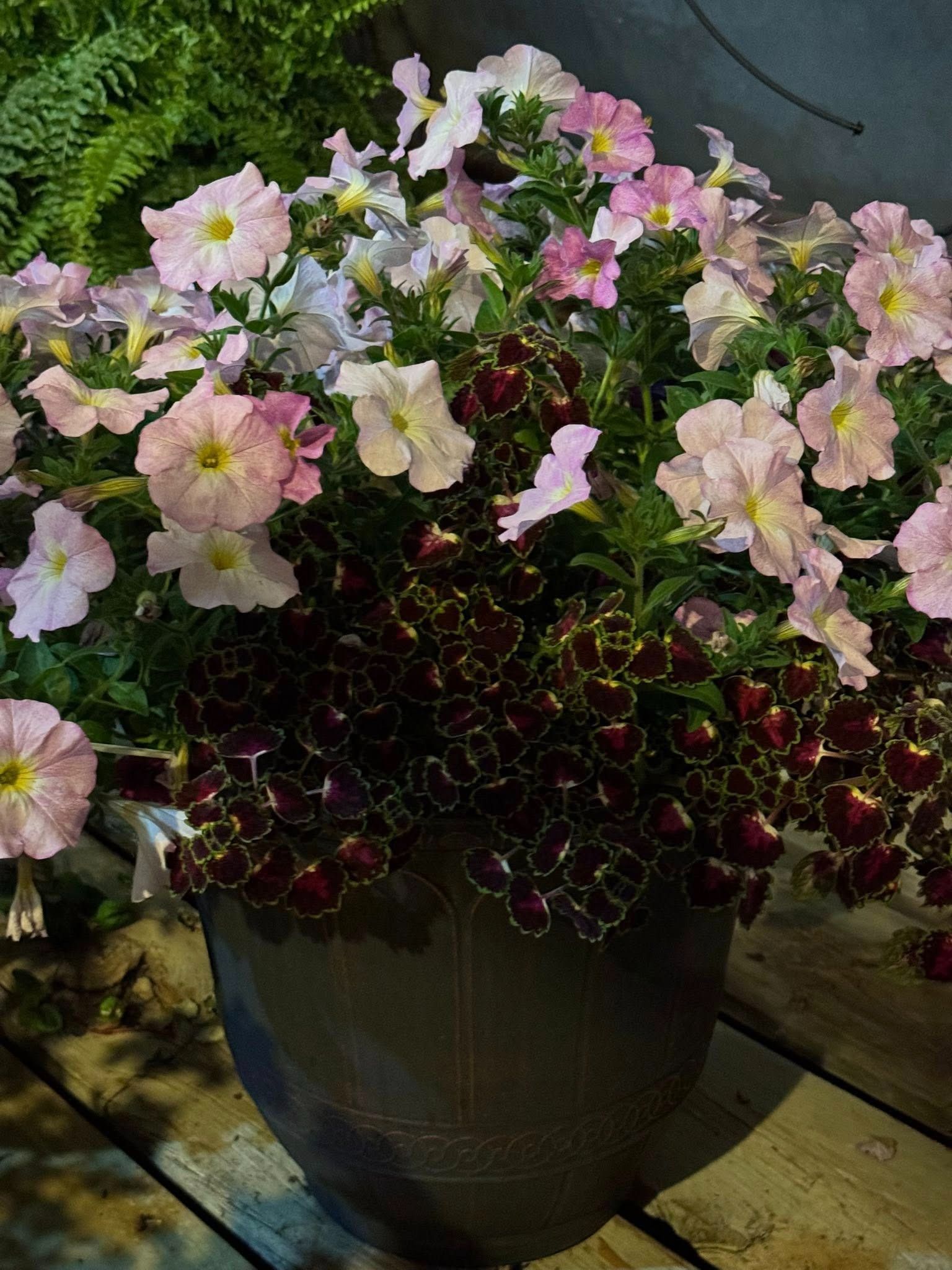 A pot of pink and white petunias with dark red and green coleus.