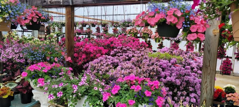 A greenhouse filled with various colorful flowers in pots and hanging baskets.
