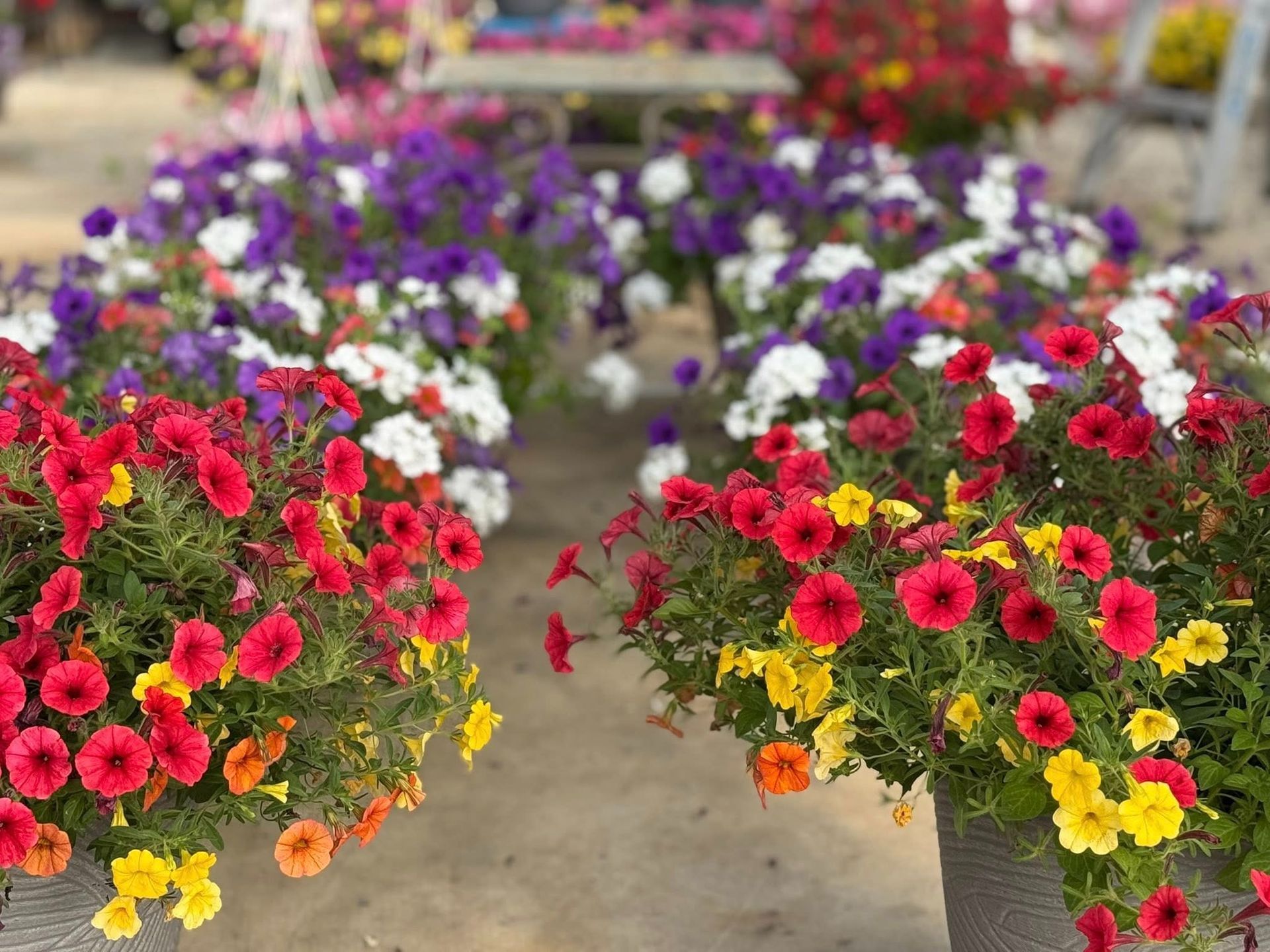 Rows of vibrant, colorful petunia flower baskets in a greenhouse setting.