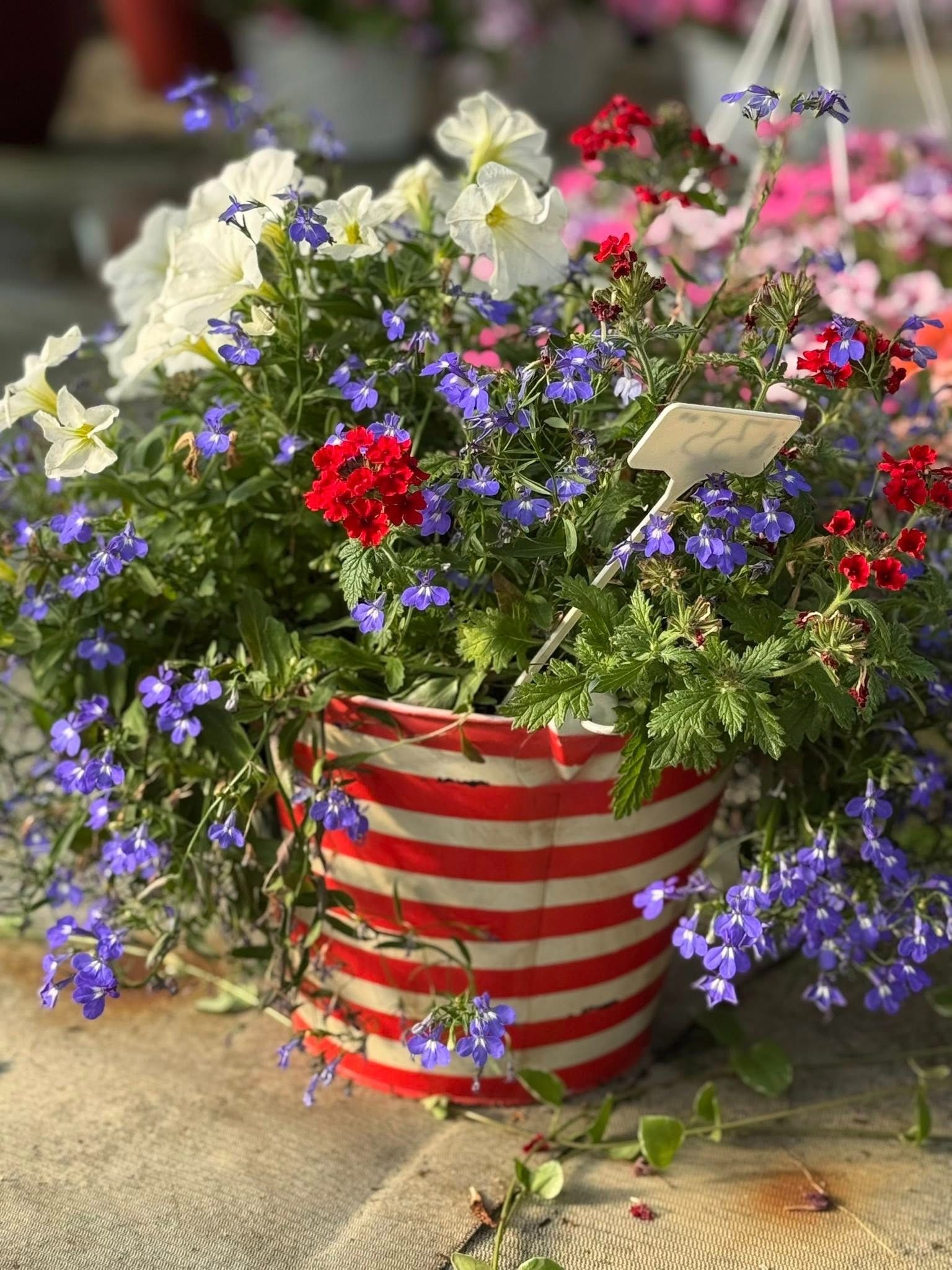 Bucket of colorful flowers, red and white striped container, outdoors.