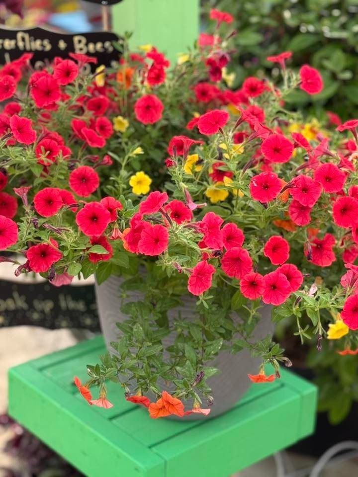 Red and yellow petunias overflowing a gray pot, set on a bright green stand.
