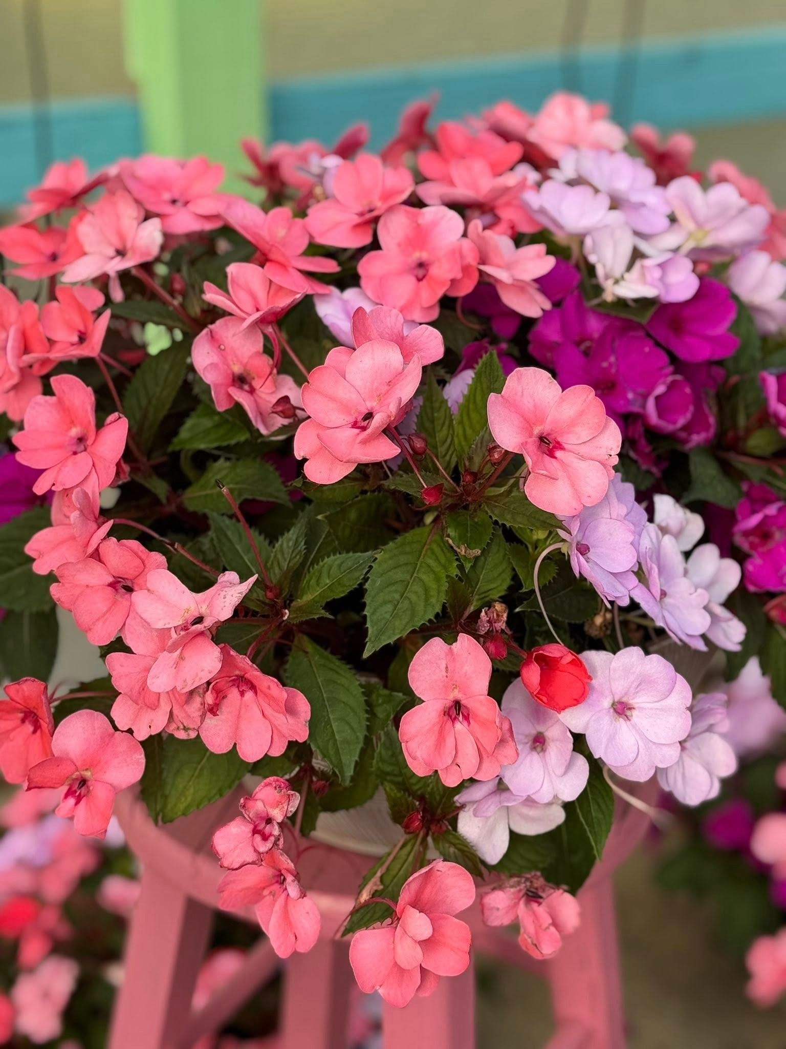 Pink, purple, and white impatiens flowers in a pink planter, on a matching pink stool.