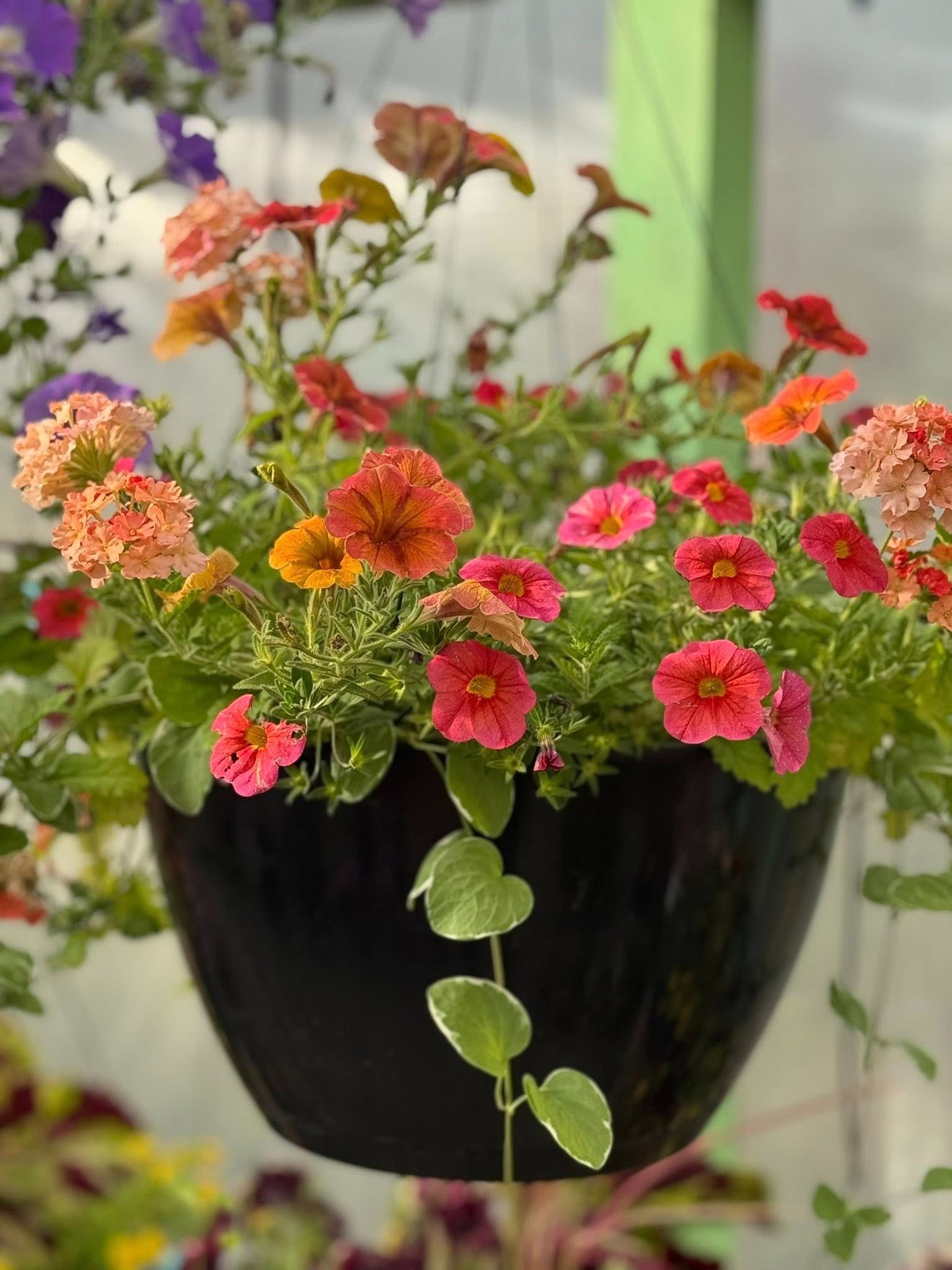 Black hanging flower basket overflowing with orange and pink flowers.