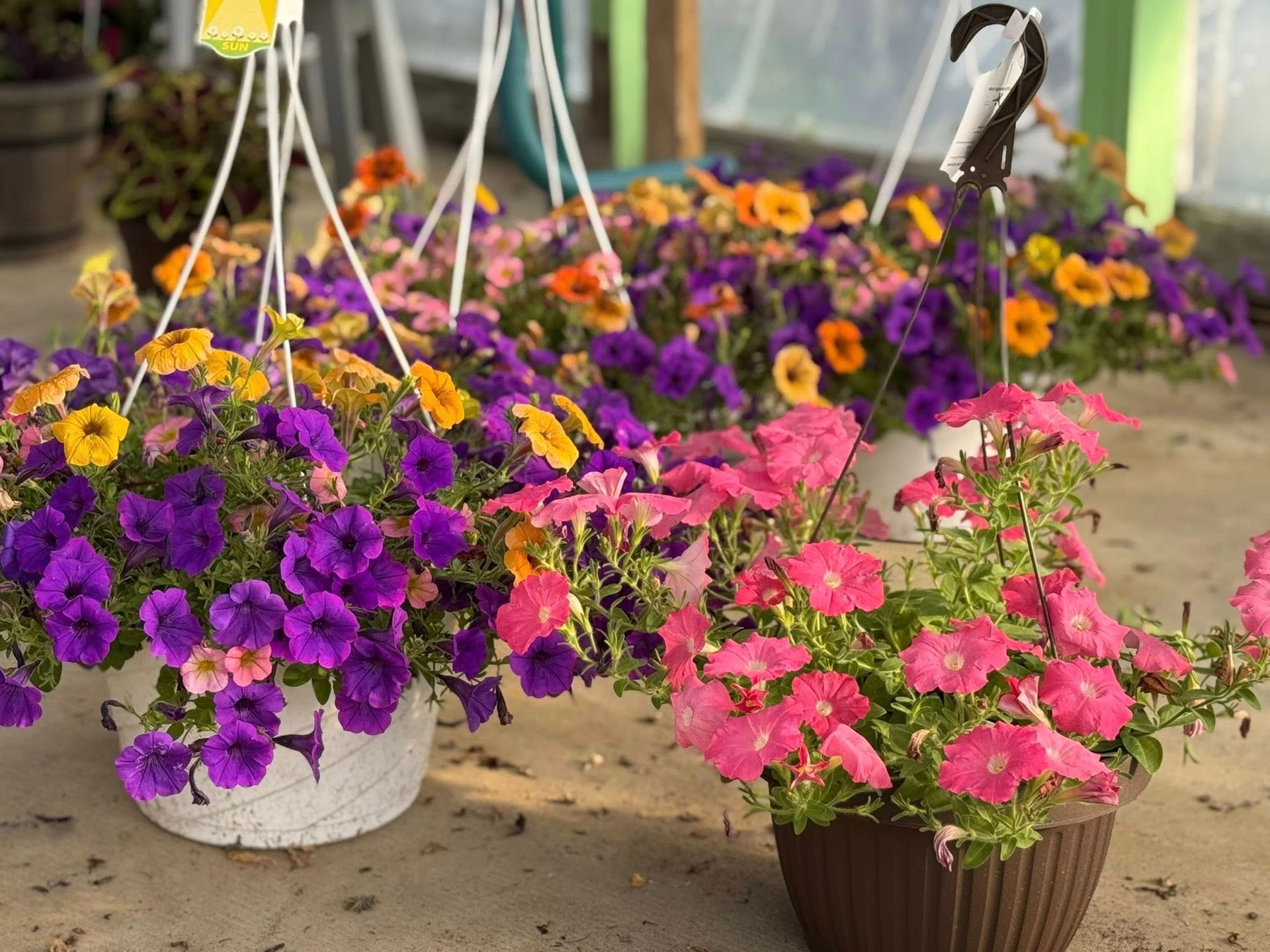Hanging baskets of colorful petunias in a greenhouse setting: purple, pink, yellow, and orange flowers.