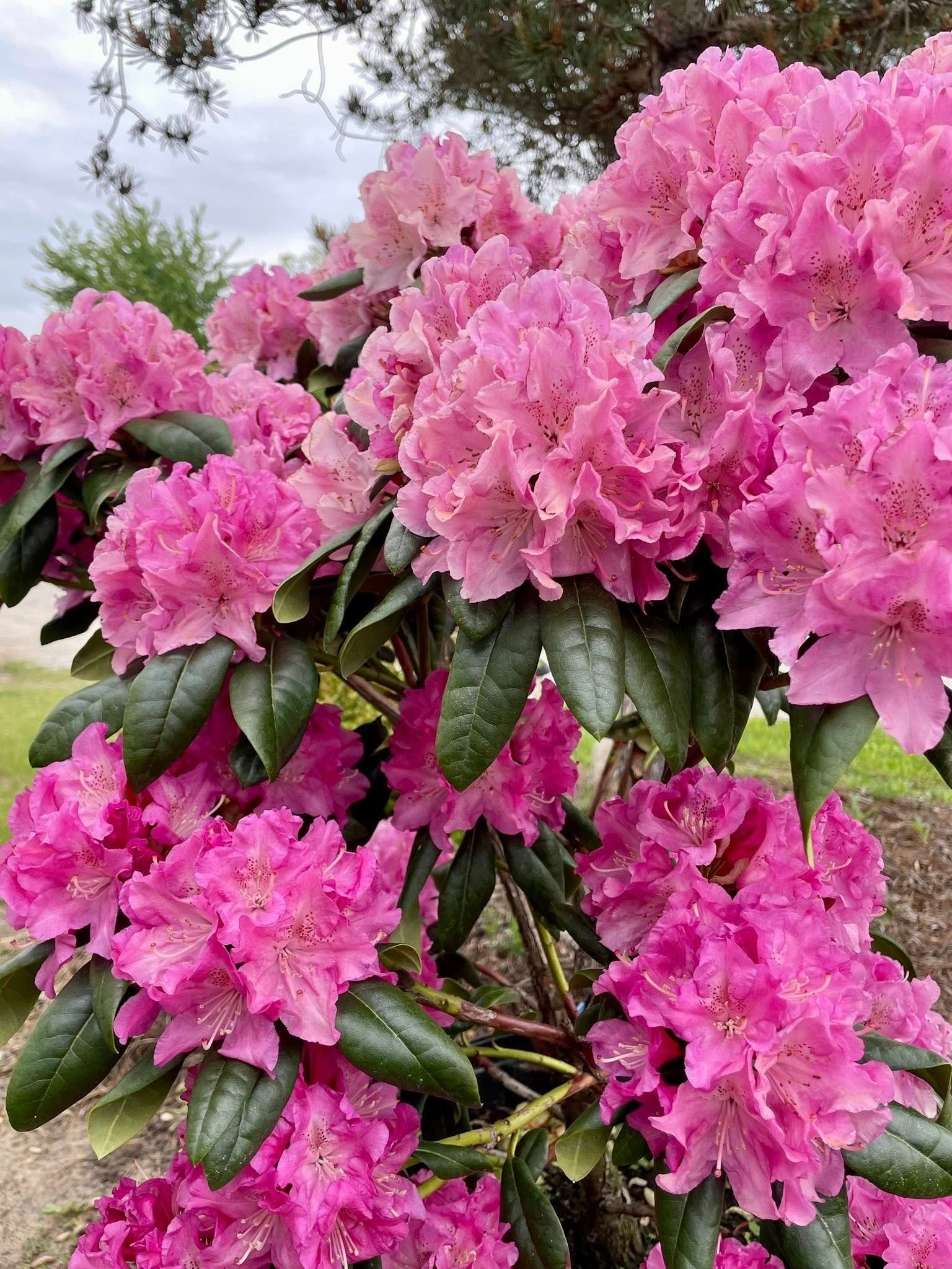Pink rhododendron bush in full bloom with green leaves.