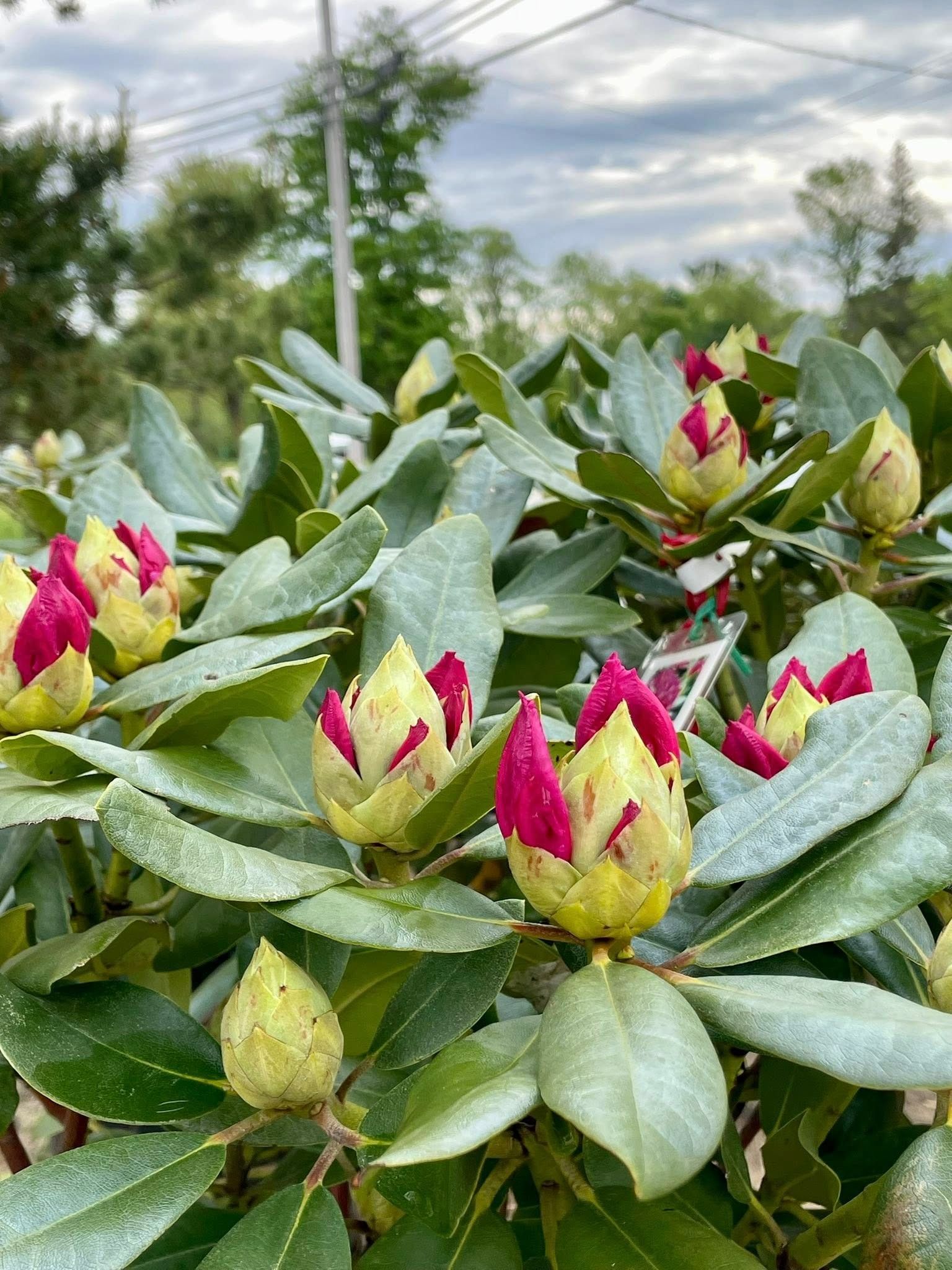 Rhododendron bush with green leaves and yellow and magenta flower buds, against a cloudy sky.