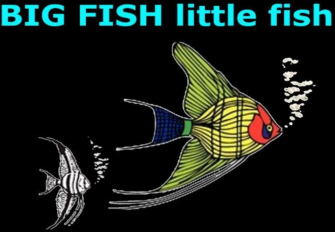 Big Fish Little Fish Pet Store - LOGO