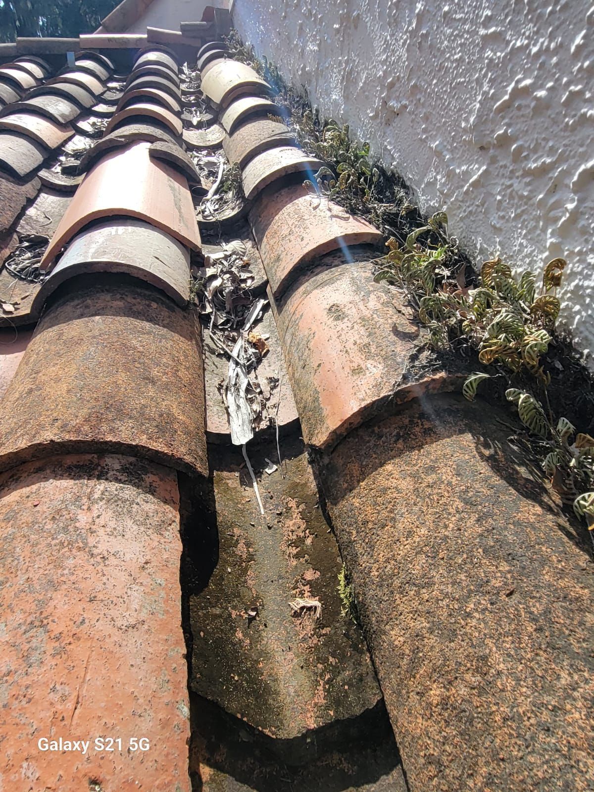 Close-up of weathered terracotta roof tiles with moss and debris along the edge
