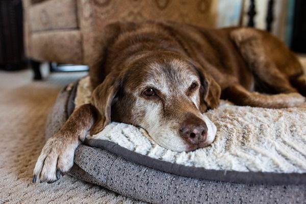 Old brown dog resting on a gray dog bed, head and paw draped over the edge.