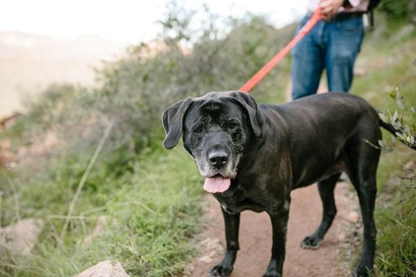 Black dog on a leash walking on a grassy path with a person in the background