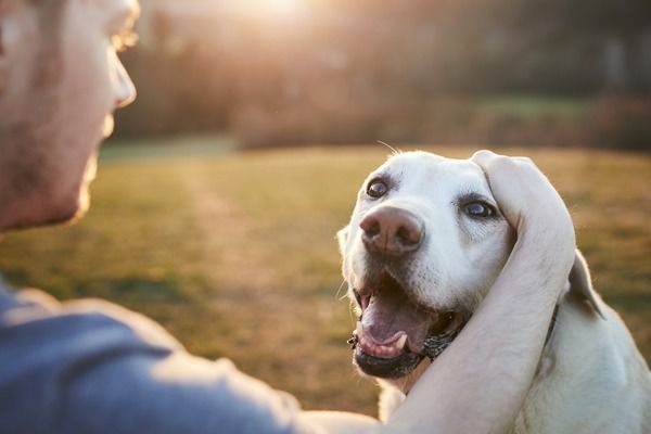 Person smiling at a happy white dog outdoors in warm sunlight