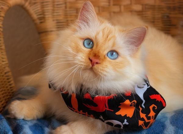 Fluffy cream-colored cat with blue eyes wearing a black-and-red bandana, lying on a blue blanket.