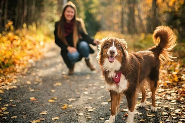Woman kneeling on a forest path with a brown-and-white dog in autumn sunlight