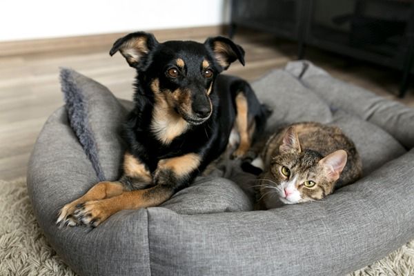 Black-and-tan dog and tabby cat resting together on a gray pet bed indoors