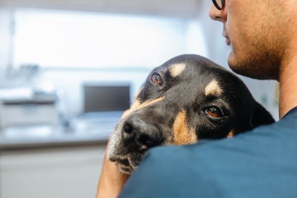 Black dog resting in a person’s arms in a bright veterinary clinic