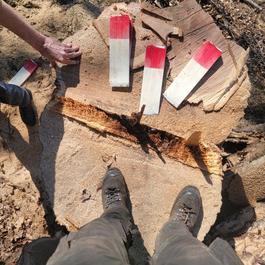 A person stands on a large tree stump with several red-topped felling wedges placed on the surface.