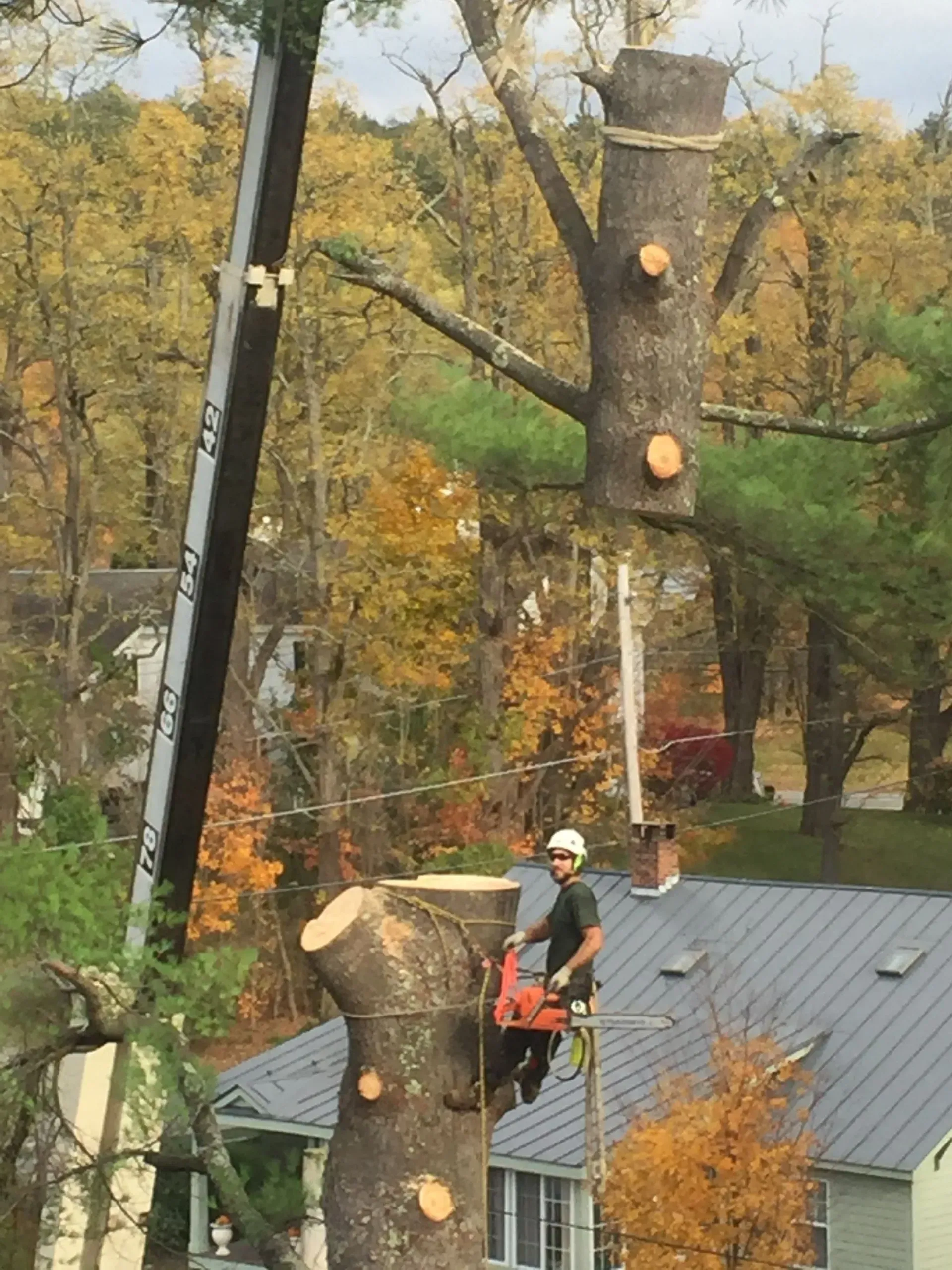 Tree service worker cutting a tree trunk. A crane holds another section above. Autumn foliage in background.