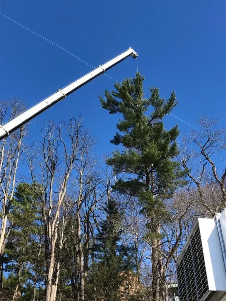 A crane boom lifts a tall, green pine tree against a clear blue sky, next to a building with white siding.