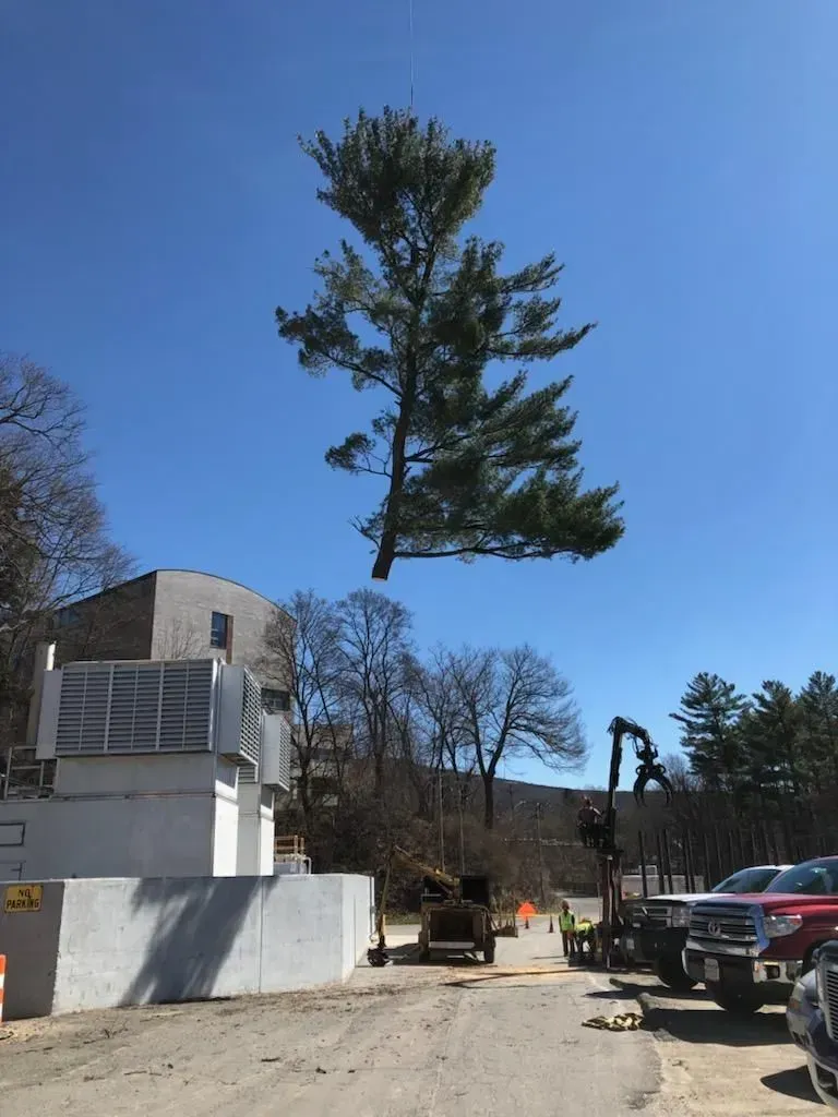 A tall pine tree suspended in the air by a crane; a construction site with vehicles and buildings is in the background.