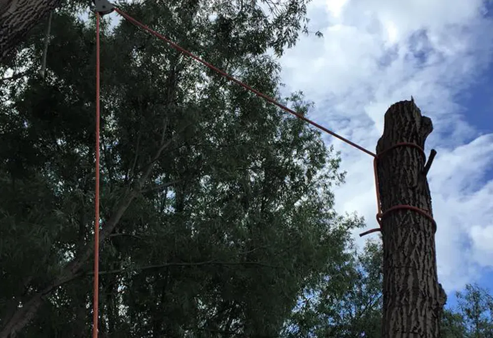 A tree trunk wrapped with a rope, connected to a pulley system in a tree, against a cloudy sky.