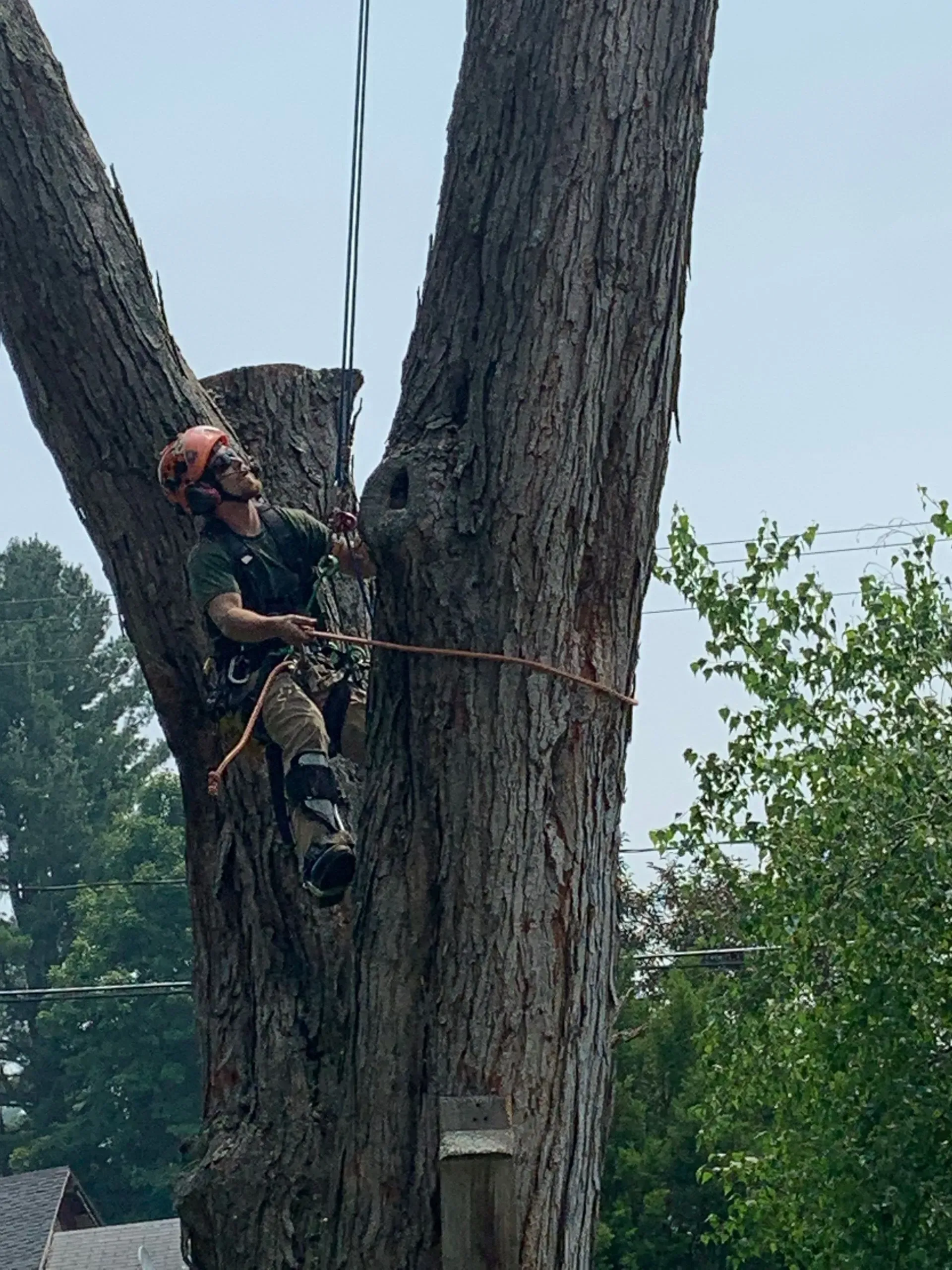 Arborist in safety gear, climbing a tall tree, preparing to cut branches. Outdoors, overcast.