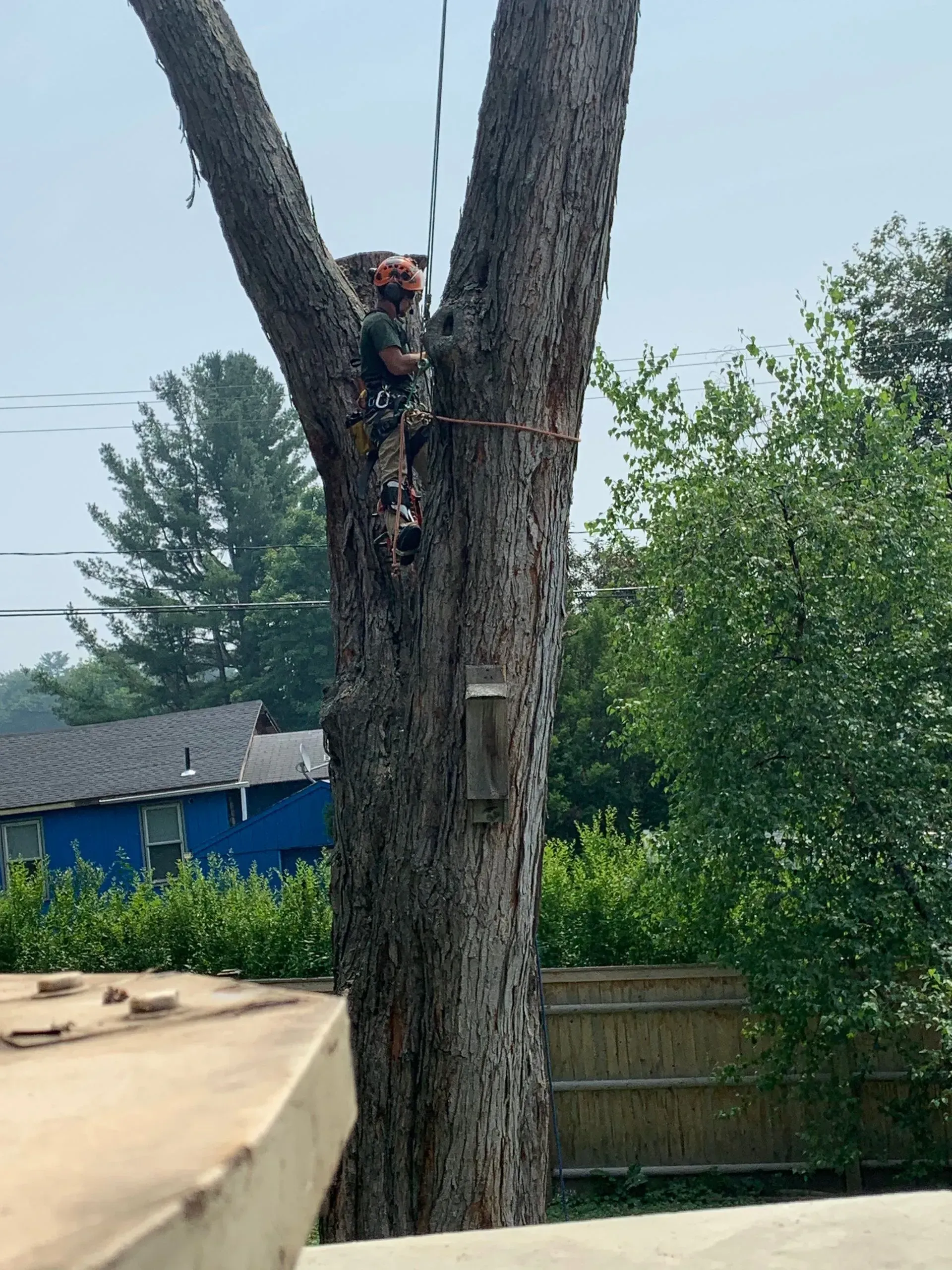 A person climbs a tall tree with multiple branches; a birdhouse is attached. Sunny day.
