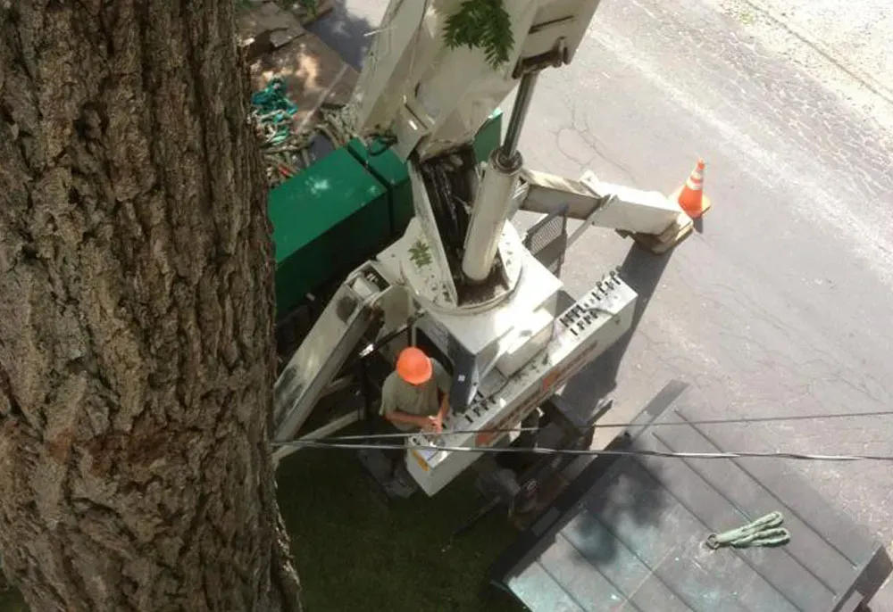 Tree worker in a lift trimming a tree near a road with traffic cones.